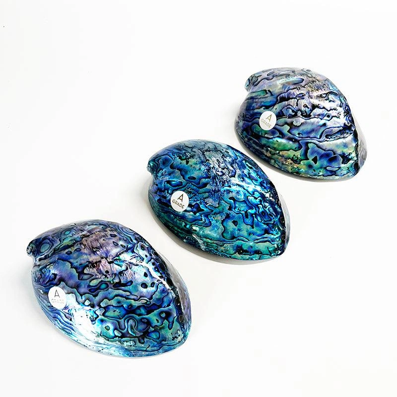 12cm A-Grade Large NZ Paua Shell